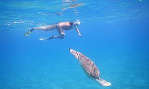 Ausflug Abu Dabbab ab El Quseir - Schnorcheln mit Schildkröten  