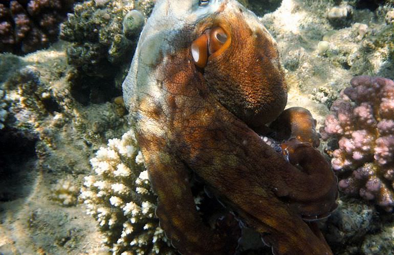 Ausflug Abu Dabbab ab El Quseir - Schnorcheln mit Schildkröten  