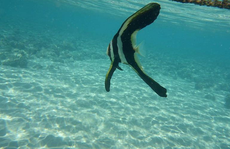 Ausflug Abu Dabbab ab El Quseir - Schnorcheln mit Schildkröten  