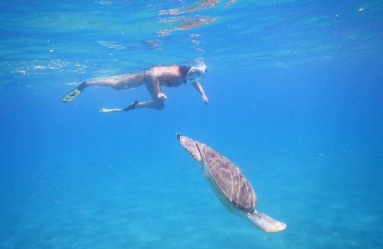 Ausflug Abu Dabbab ab El Quseir - Schnorcheln mit Schildkröten  