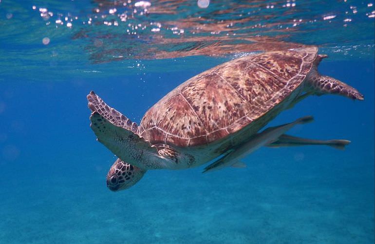 Ausflug Abu Dabbab ab El Quseir - Schnorcheln mit Schildkröten  