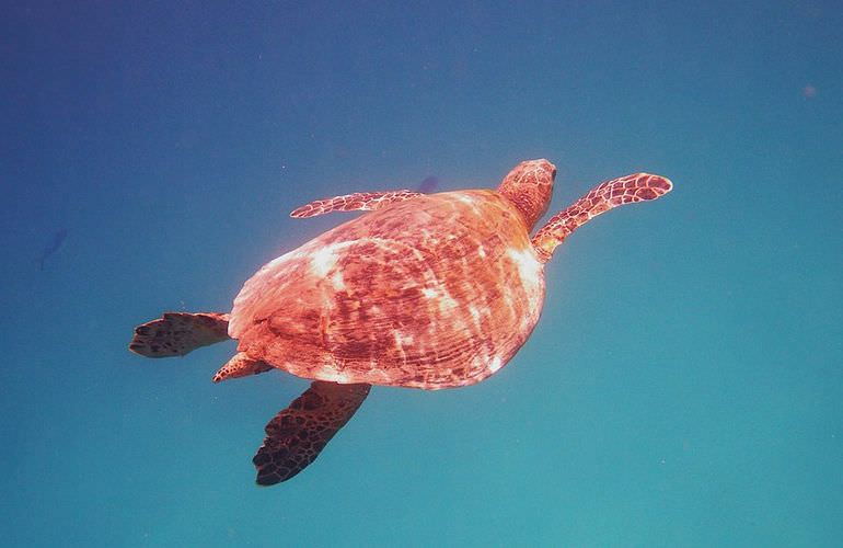 Ausflug Abu Dabbab ab El Quseir - Schnorcheln mit Schildkröten  