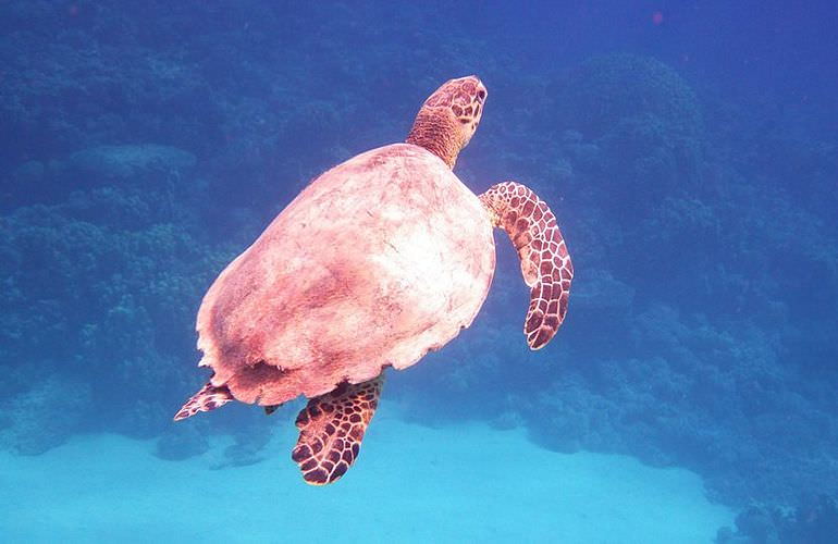 Ausflug Abu Dabbab ab El Quseir - Schnorcheln mit Schildkröten  