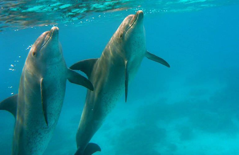 Delfinschwimmen in El Quseir- Begegnung mit Delfinen in freier Wildbahn