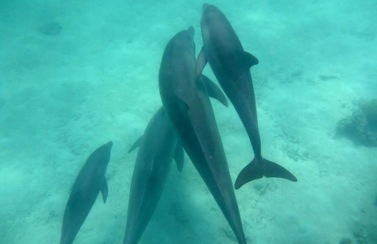 Dolphin House Reef - Ganztägiger Schnorchelausflug ab El Quseir 