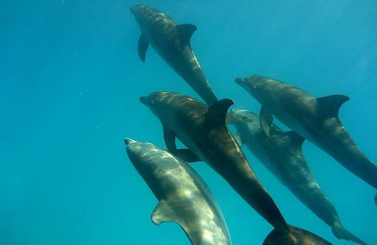 Schnorcheln Dolphin House & Ganztägiger Bootsausflug ab El Quseir 