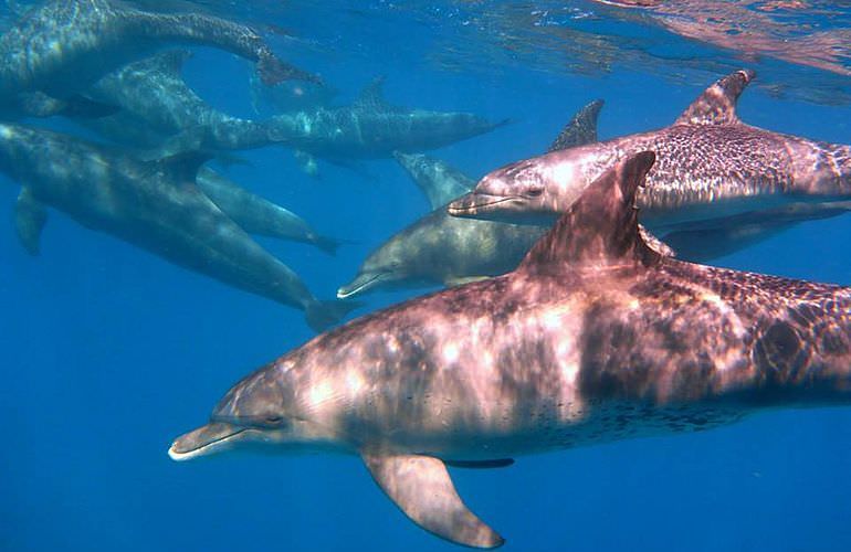 Delfin Tour in El Quseir - Schwimmen mit freilebenden Delfinen