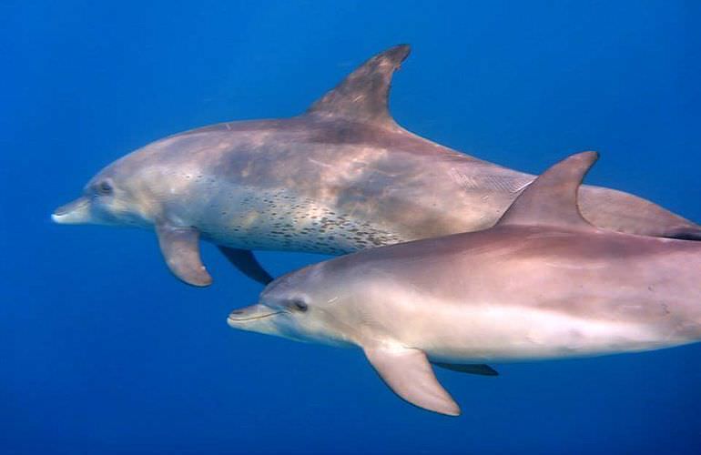 Schnorchelausflug zum Sataya Dolphin Reef von El Quseir aus