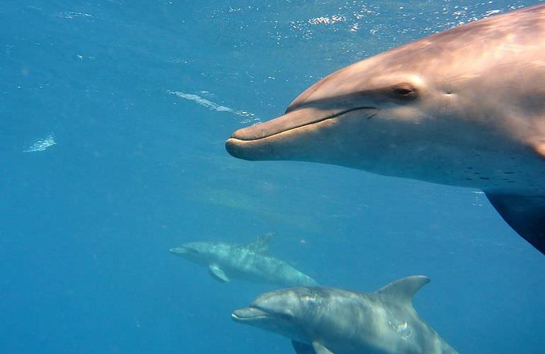 Dolphin House Reef - Ganztägiger Schnorchelausflug ab El Quseir 