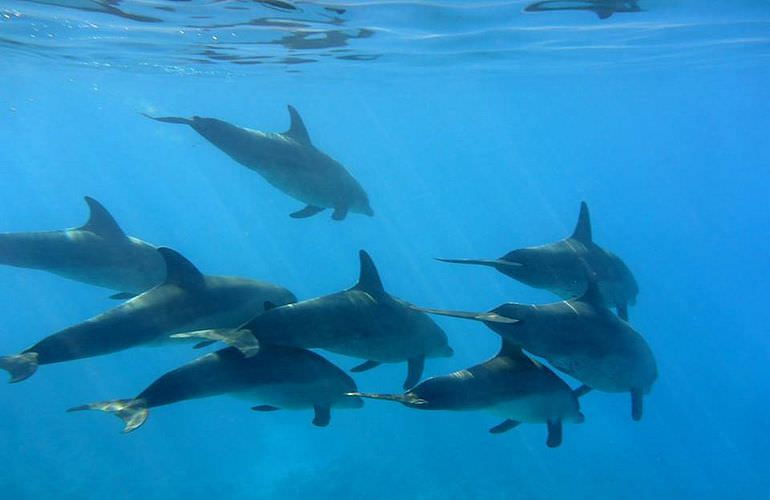 Delfinschwimmen in El Quseir- Begegnung mit Delfinen in freier Wildbahn