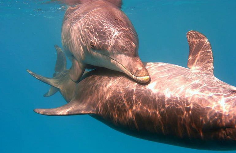 Schnorchelausflug zum Sataya Dolphin Reef von El Quseir aus