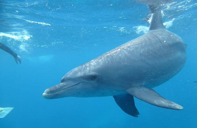 2-tägiger Schnorchelausflug zum Sataya Dolphin Reef von El Quseir