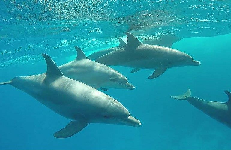 Schnorcheln Dolphin House & Ganztägiger Bootsausflug ab El Quseir 