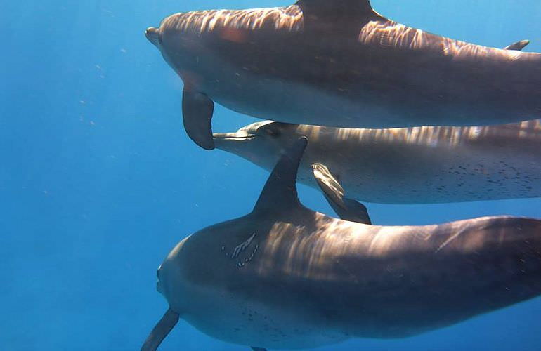 Delfin Tour in El Quseir - Schwimmen mit freilebenden Delfinen