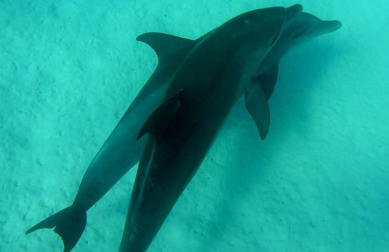 Sataya Dolphin Reef - Ausflug zum Schnorcheln ab El Quseir