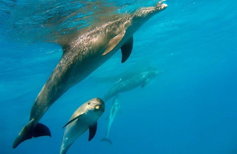 Dolphin House Reef - Ganztägiger Schnorchelausflug ab El Quseir 