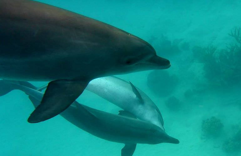 Delfinschwimmen in El Quseir- Begegnung mit Delfinen in freier Wildbahn