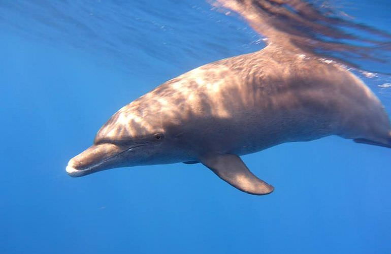 Schnorchelausflug zum Dolphin House Reef (Sha'ab Samadai) ab El Quseir