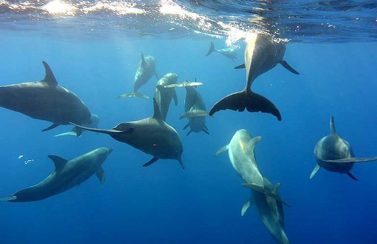 Schnorchelausflug zum Sataya Dolphin Reef von El Quseir aus