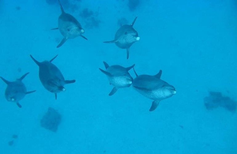 2-tägiger Schnorchelausflug zum Sataya Dolphin Reef von El Quseir