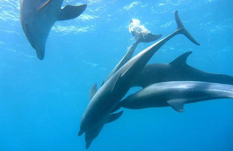 Schnorcheln Dolphin House & Ganztägiger Bootsausflug ab El Quseir 