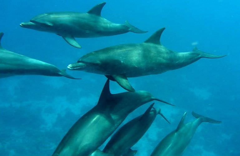 Delfin Tour in El Quseir - Schwimmen mit freilebenden Delfinen