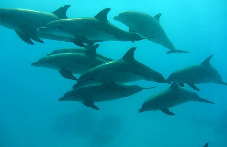 2-tägiger Schnorchelausflug zum Sataya Dolphin Reef von El Quseir