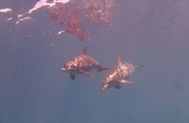 Dolphin House Reef - Ganztägiger Schnorchelausflug ab El Quseir 