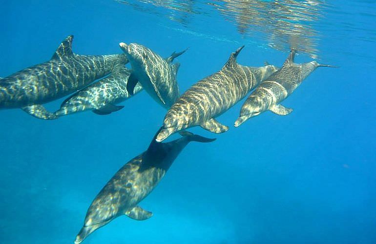 Schnorcheln Dolphin House & Ganztägiger Bootsausflug ab El Quseir 