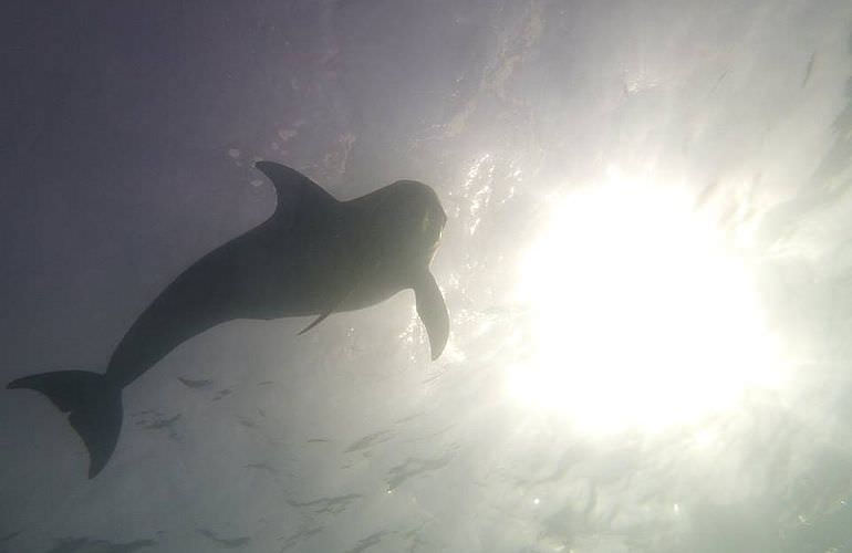 Delfin Tour in El Quseir - Schwimmen mit freilebenden Delfinen