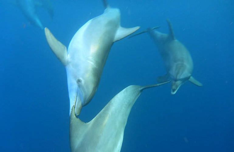 Sataya Dolphin Reef - Ausflug zum Schnorcheln ab El Quseir