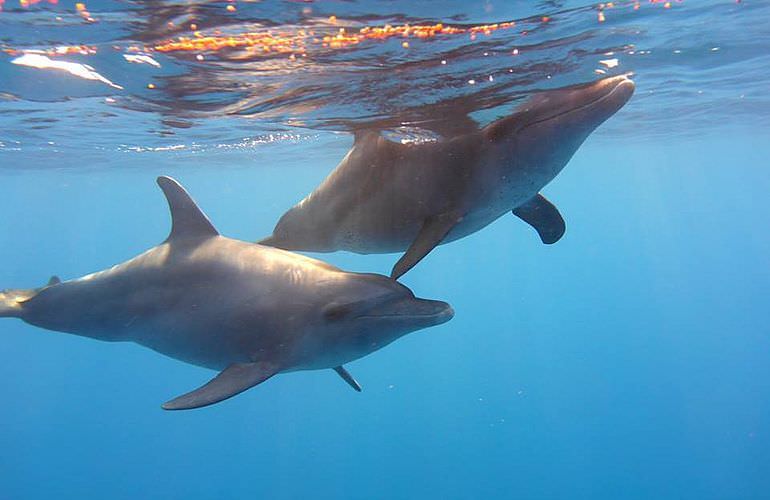 2-tägiger Schnorchelausflug zum Sataya Dolphin Reef von El Quseir