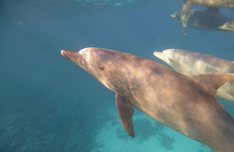 Schnorchelausflug zum Sataya Dolphin Reef von El Quseir aus