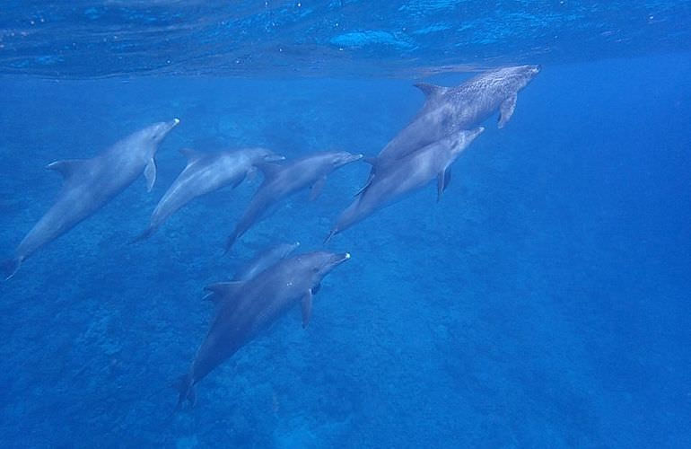 Delfinschwimmen in El Quseir- Begegnung mit Delfinen in freier Wildbahn