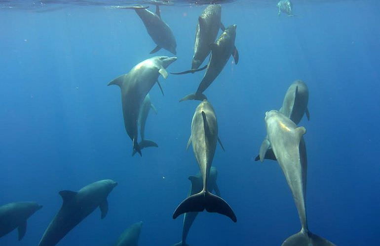 Dolphin House Reef - Ganztägiger Schnorchelausflug ab El Quseir 