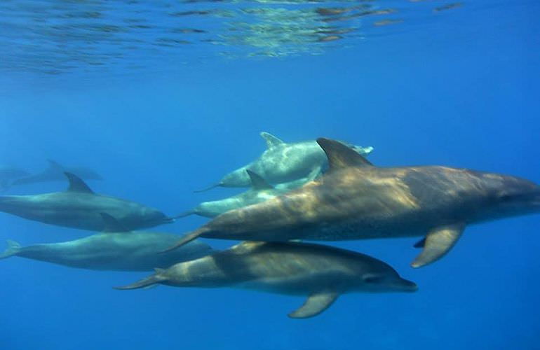 Schnorcheln Dolphin House & Ganztägiger Bootsausflug ab El Quseir 