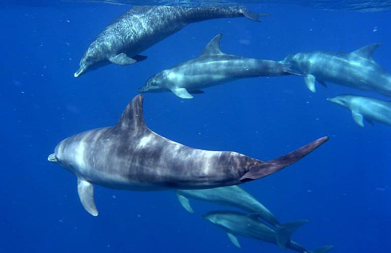 Delfin Tour in El Quseir - Schwimmen mit freilebenden Delfinen