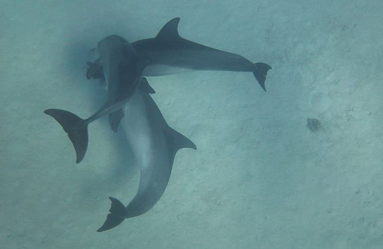 Dolphin House Reef - Ganztägiger Schnorchelausflug ab El Quseir 