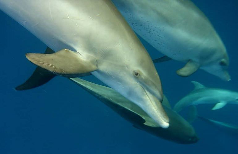 Delfinschwimmen in El Quseir- Begegnung mit Delfinen in freier Wildbahn