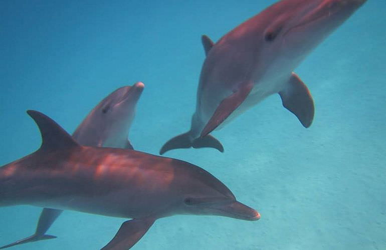 2-tägiger Schnorchelausflug zum Sataya Dolphin Reef von El Quseir