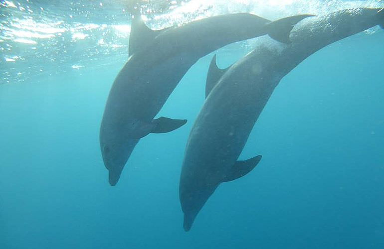 Schnorchelausflug zum Sataya Dolphin Reef von El Quseir aus