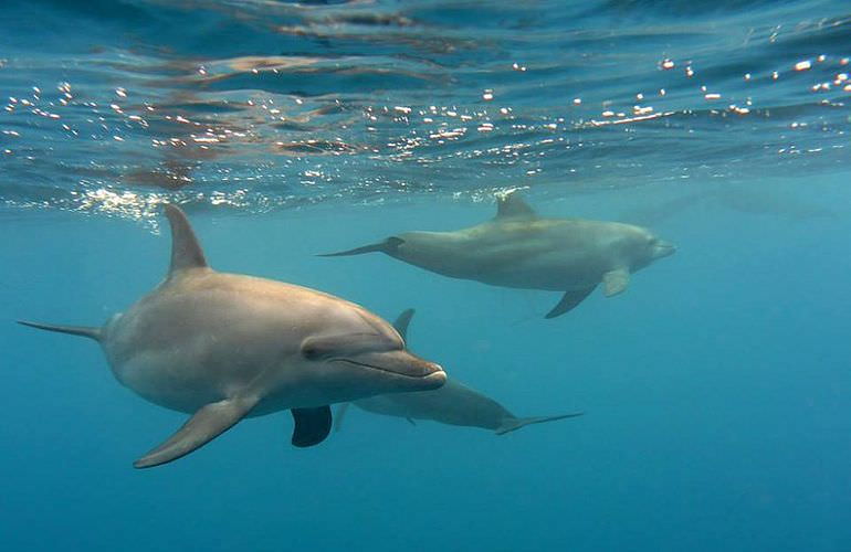 Schnorchelausflug zum Dolphin House Reef (Sha'ab Samadai) ab El Quseir