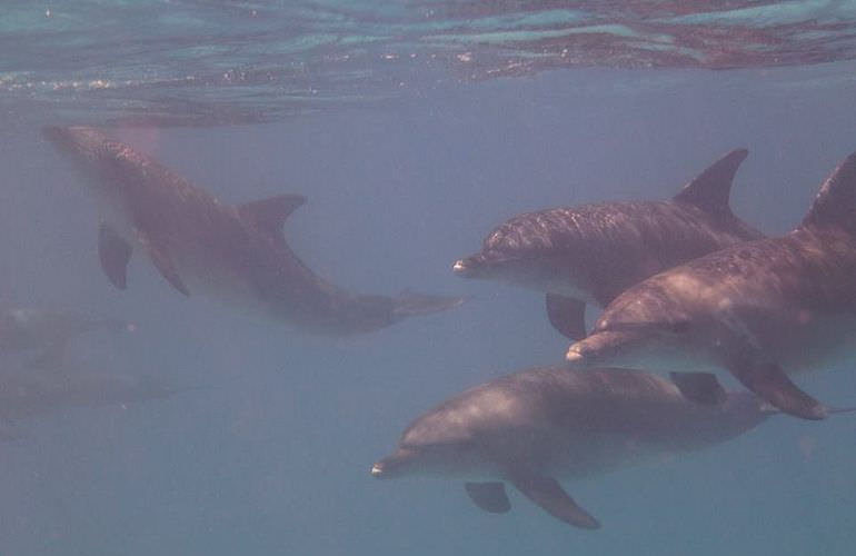 Delfin Tour in El Quseir - Schwimmen mit freilebenden Delfinen