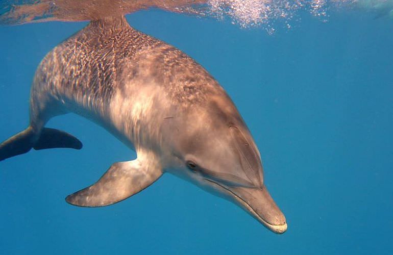 Delfinschwimmen in El Quseir- Begegnung mit Delfinen in freier Wildbahn