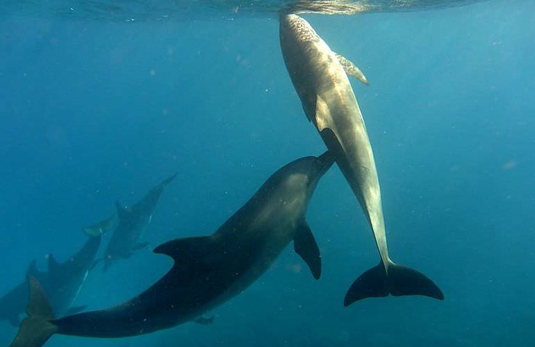 2-tägiger Schnorchelausflug zum Sataya Dolphin Reef von El Quseir