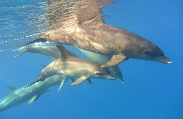 Schnorchelausflug zum Sataya Dolphin Reef von El Quseir aus