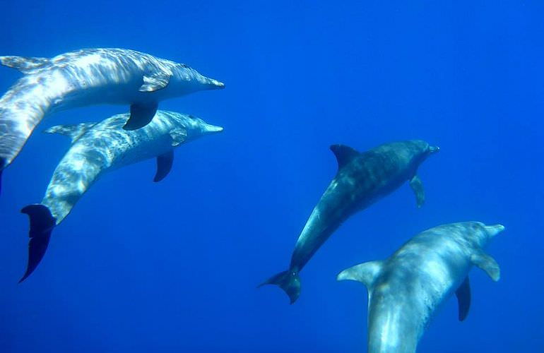 Schnorchelausflug zum Dolphin House Reef (Sha'ab Samadai) ab El Quseir