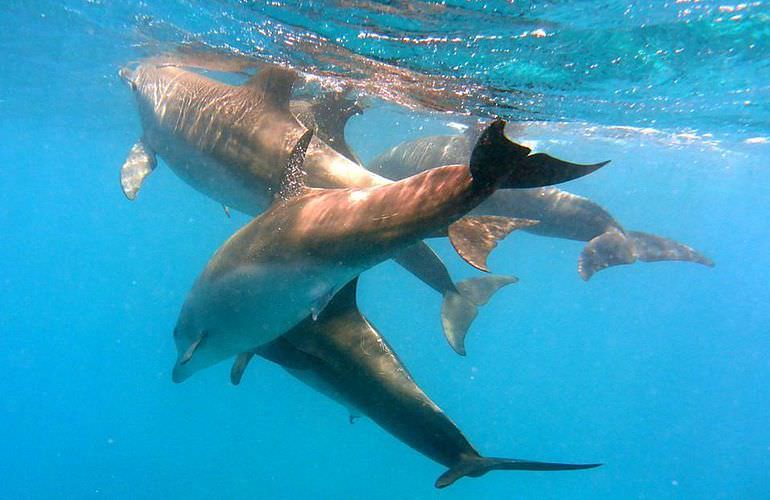 Delfin Tour in El Quseir - Schwimmen mit freilebenden Delfinen