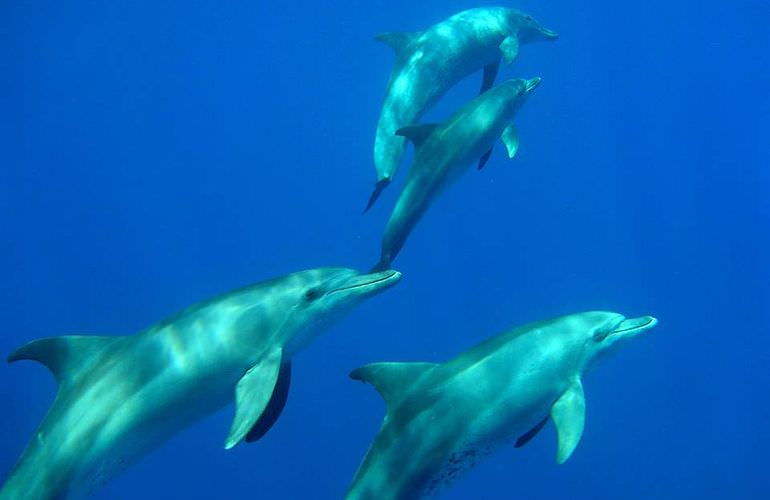 Delfinschwimmen in El Quseir- Begegnung mit Delfinen in freier Wildbahn