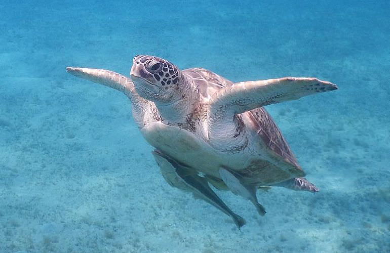 Delfin Tour in El Quseir - Schwimmen mit freilebenden Delfinen